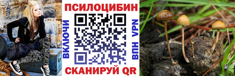 маркетплейс телеграм  Новокузнецк  Псилоцибиновые грибы Psilocybe 